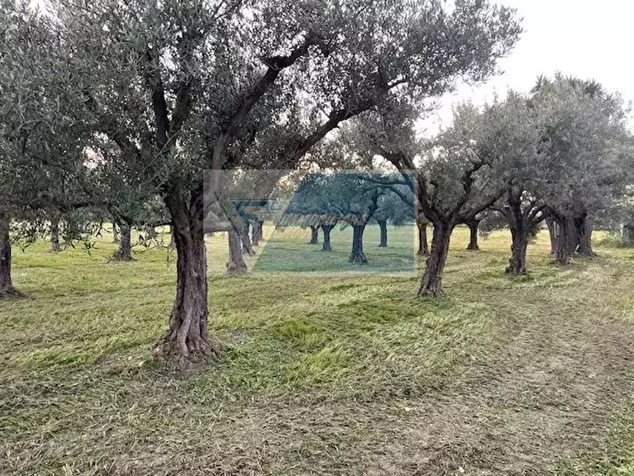 Immagine 3 di Terreno in vendita  in C.da  Carancino a Siracusa