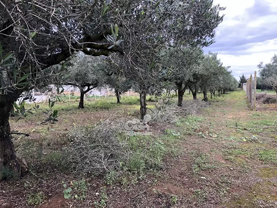 Immagine 3 di Terreno in vendita  a Marsala