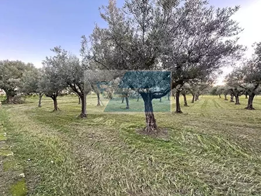 Immagine 5 di Terreno in vendita  in C.da  Carancino a Siracusa