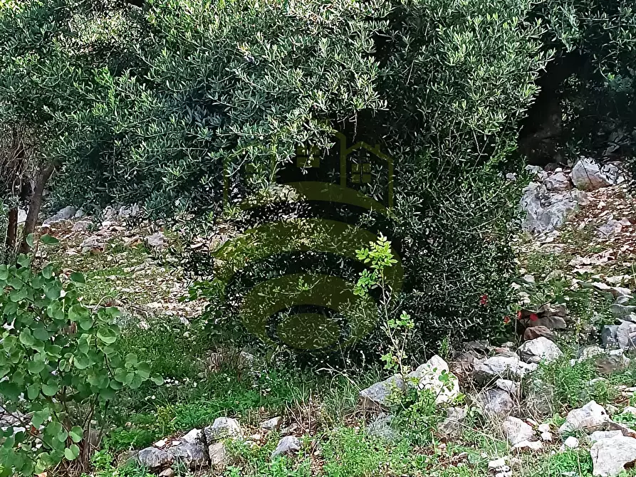 Immagine 1 di Terreno in vendita  in Località Scarapellata a Casape