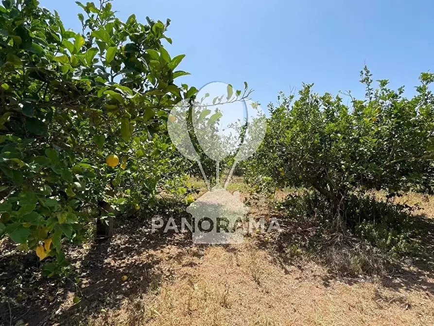 Immagine 9 di Terreno in vendita  in Contrada Telegrafo a Balestrate