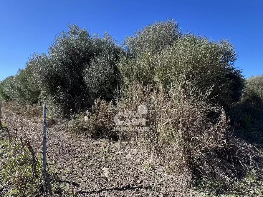 Immagine 22 di Terreno in vendita  a Marsala