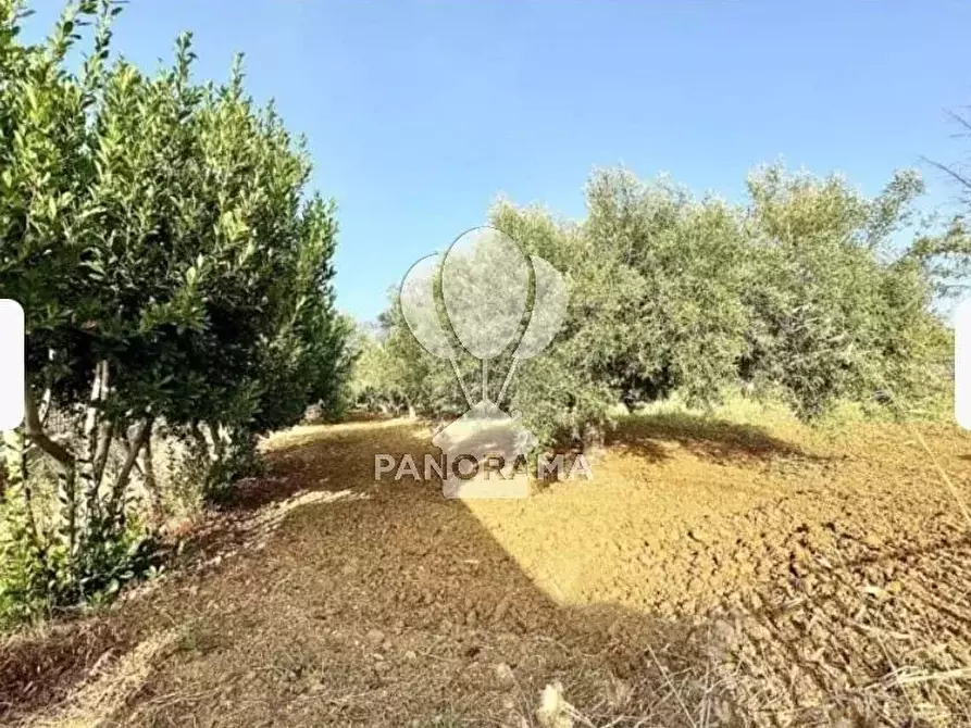 Immagine 23 di Terreno edificabile in vendita  in B&B falconeria a Partinico