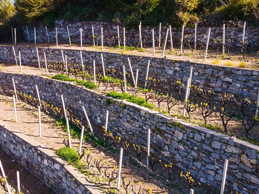 Immagine 10 di Terreno in vendita  a San Biagio Della Cima