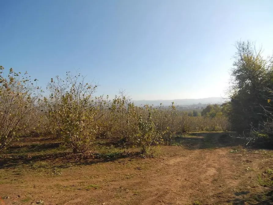 Immagine 4 di Terreno edificabile in vendita  a Carrù