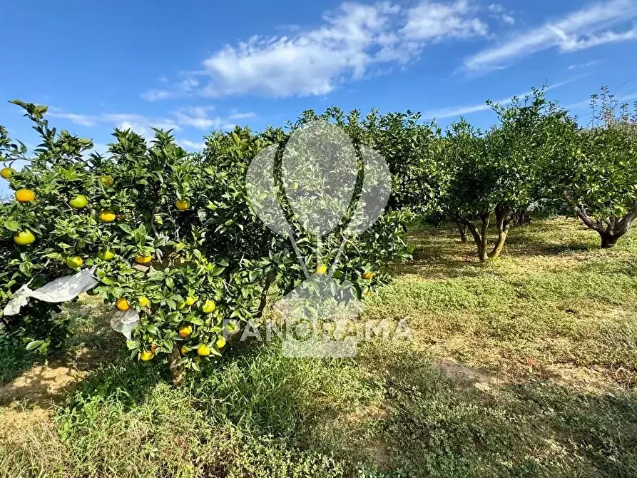 Immagine 8 di Terreno in vendita  in Contrada Timpi Rossi a Alcamo