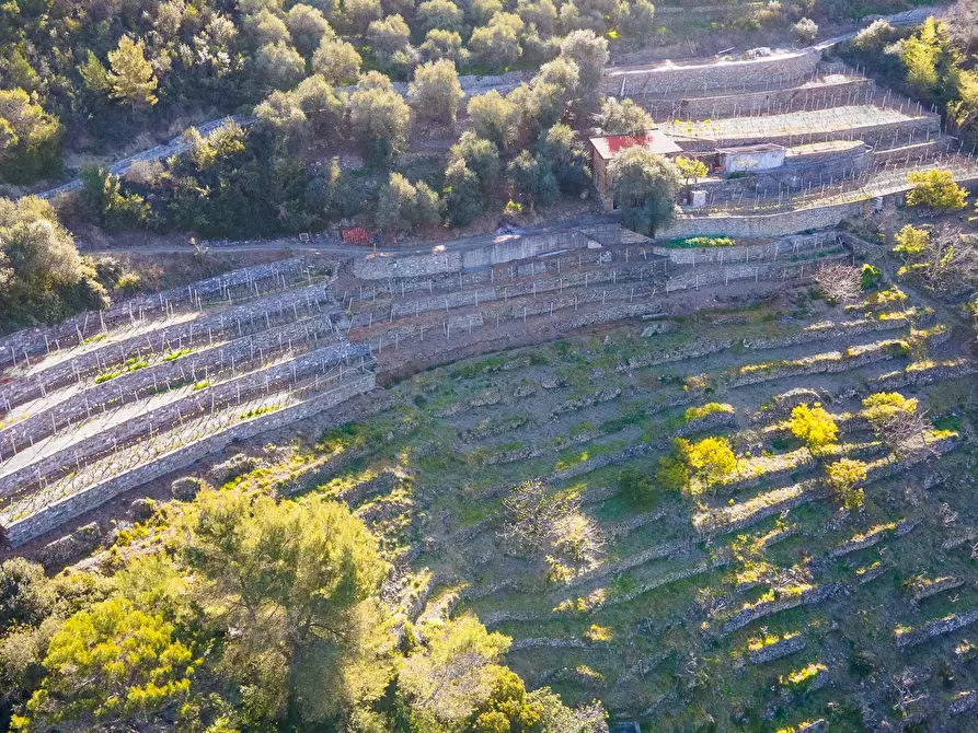 Immagine 4 di Terreno in vendita  a San Biagio Della Cima