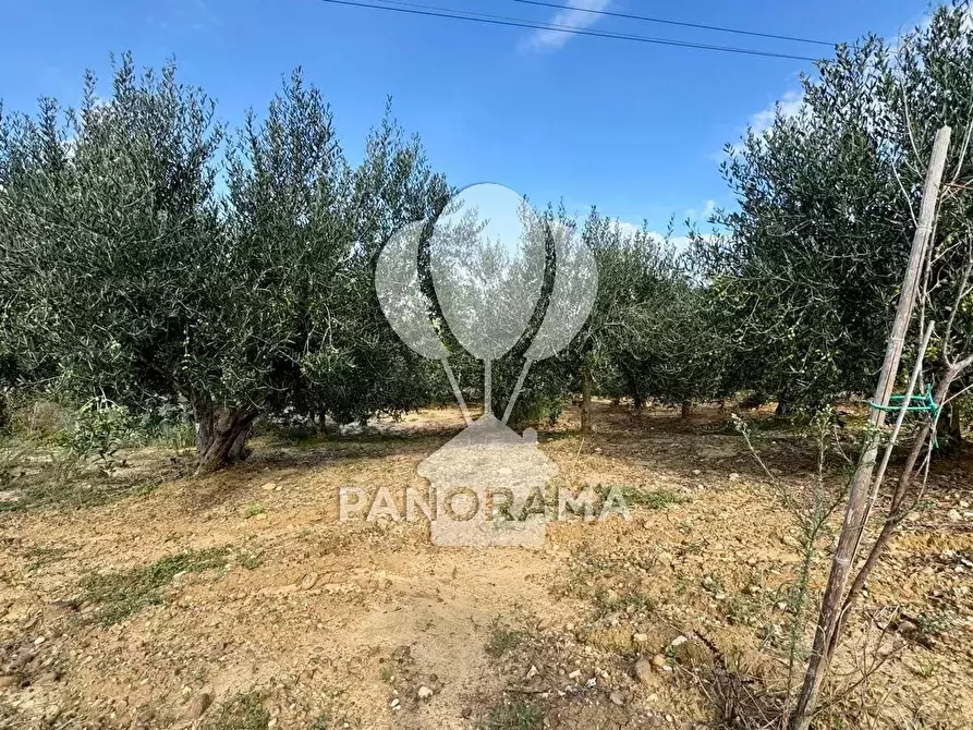 Immagine 13 di Terreno in vendita  in Contrada Timpi Rossi a Alcamo