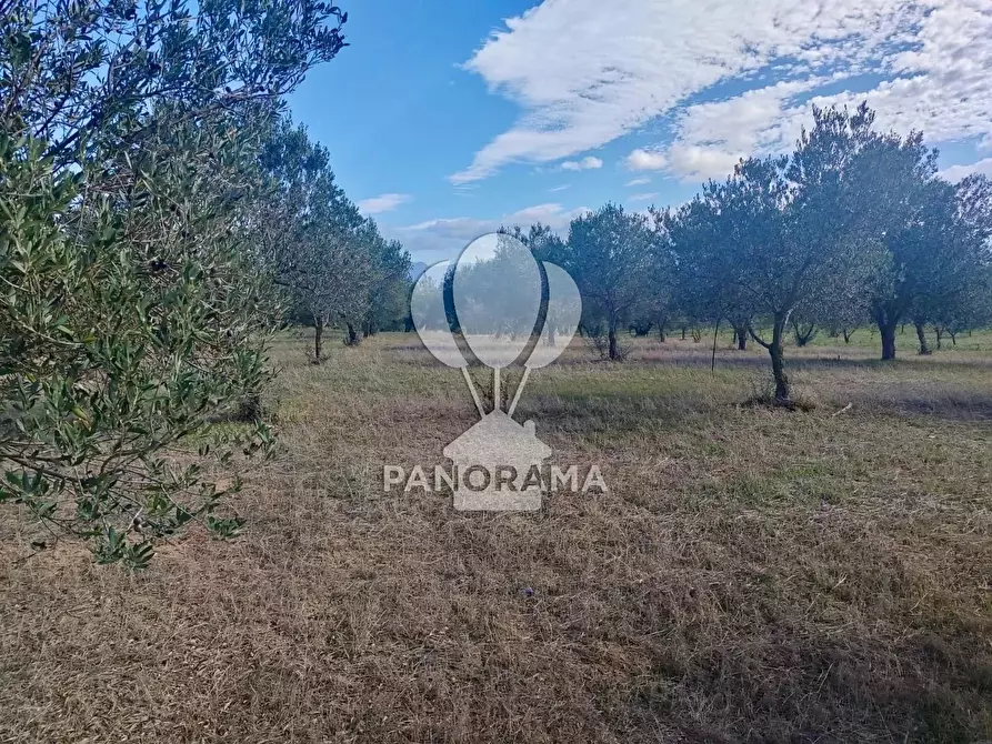 Immagine 20 di Terreno in vendita  in Contrada Manostalla a Balestrate