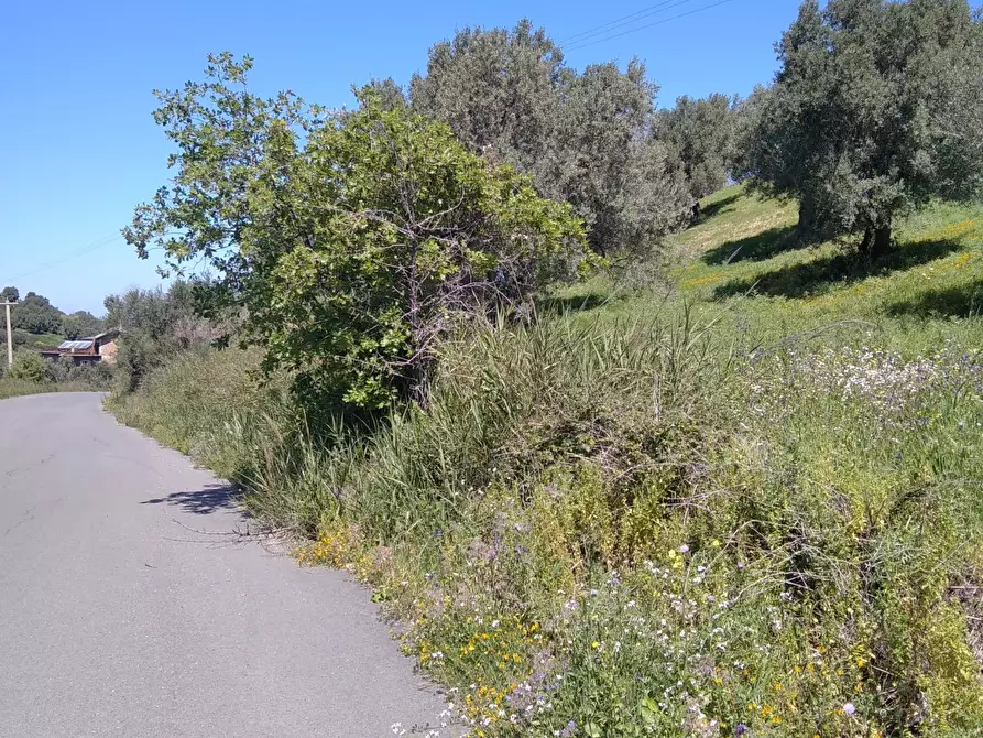 Immagine 4 di Terreno in vendita  in contrada Cappellieri a Cirò