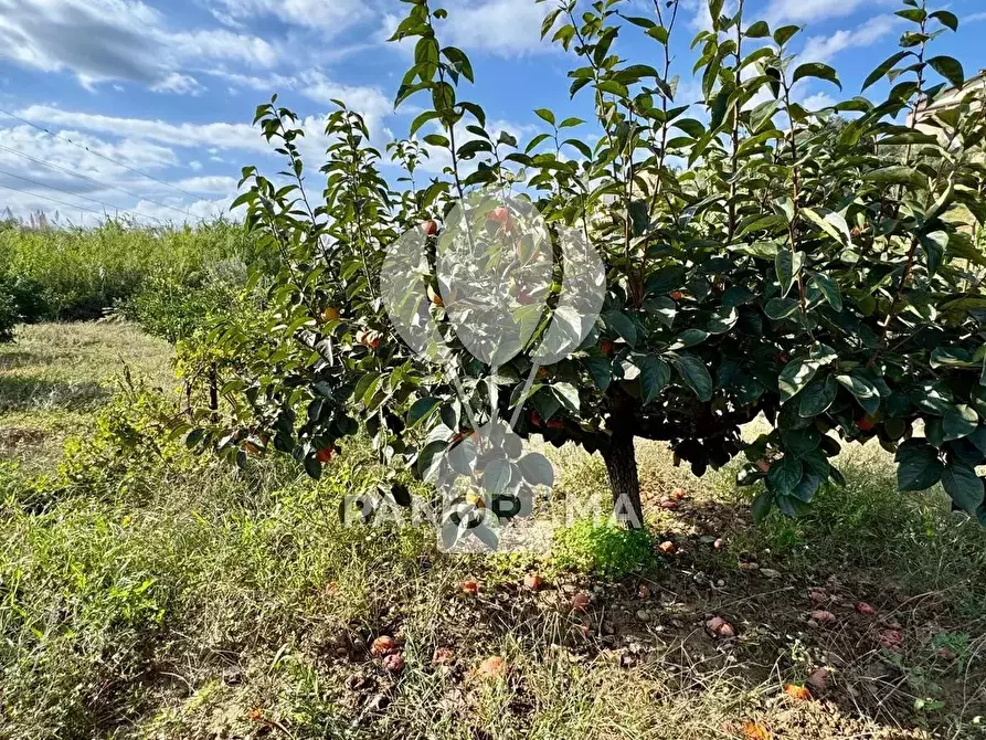 Immagine 23 di Terreno in vendita  in Contrada Timpi Rossi a Alcamo
