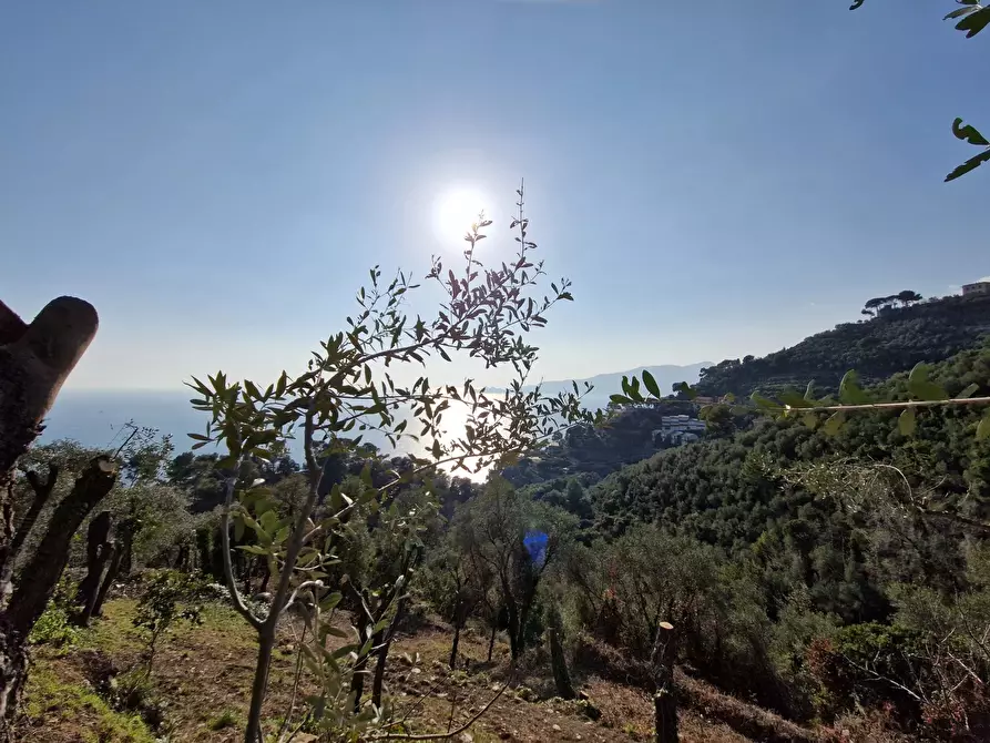 Immagine 8 di Casa trifamiliare in vendita  in Sant'Andrea di Rovereto a Chiavari