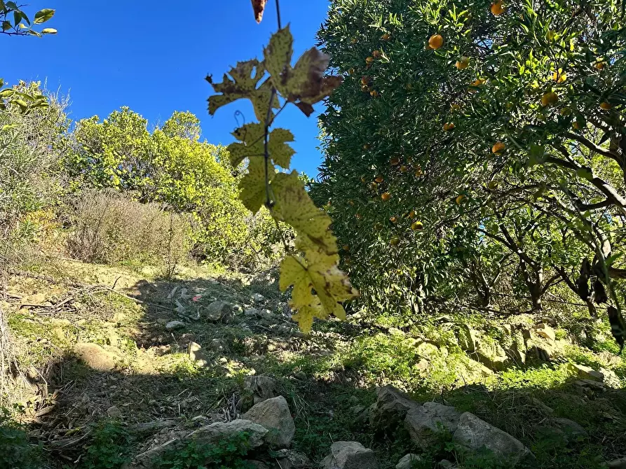Immagine 15 di Terreno edificabile in vendita  in Case Zanin, 12 a Ventimiglia