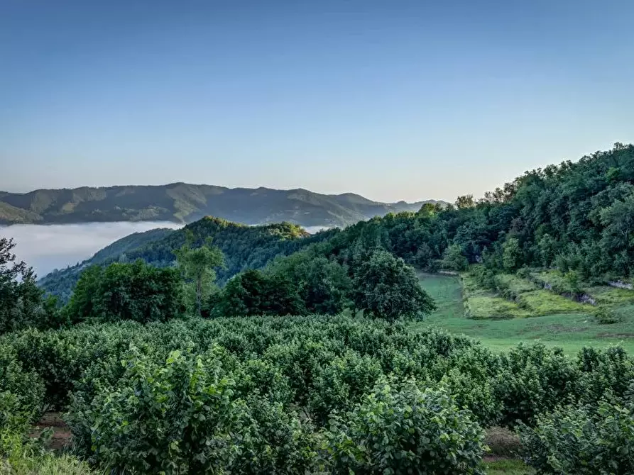 Immagine 16 di Terreno edificabile in vendita  a Bergolo