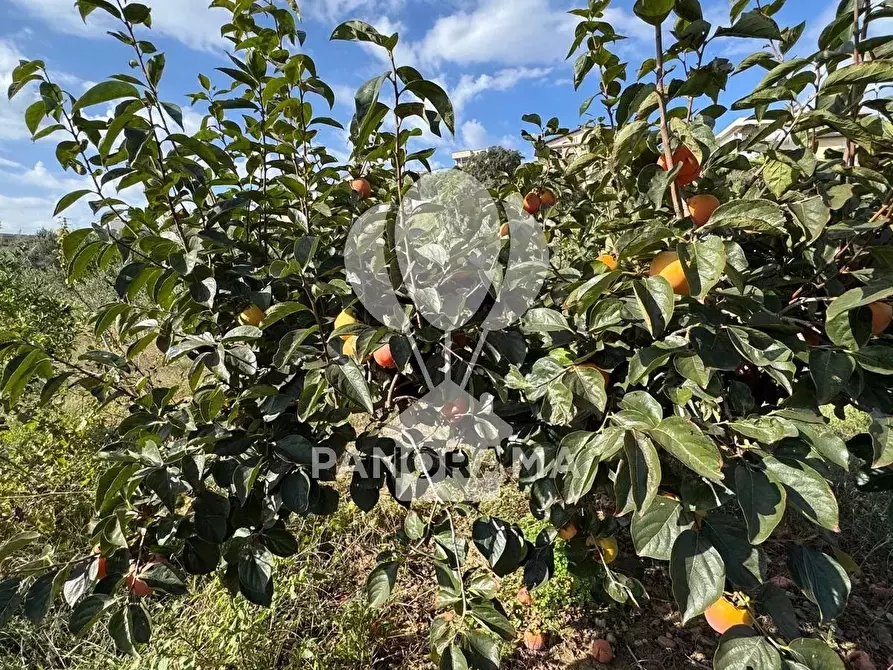 Immagine 25 di Terreno in vendita  in Contrada Timpi Rossi a Alcamo