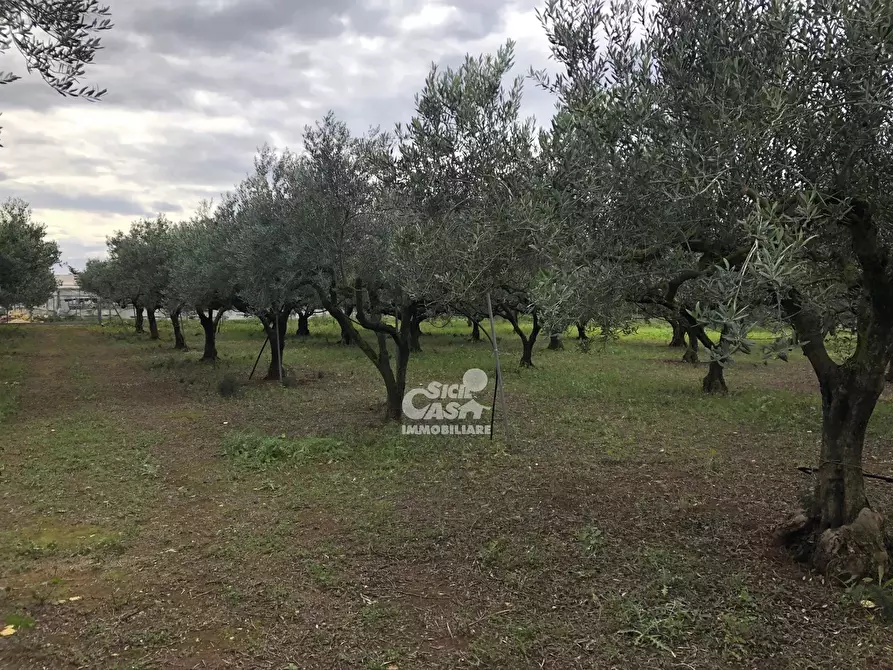 Immagine 1 di Terreno in vendita  a Marsala