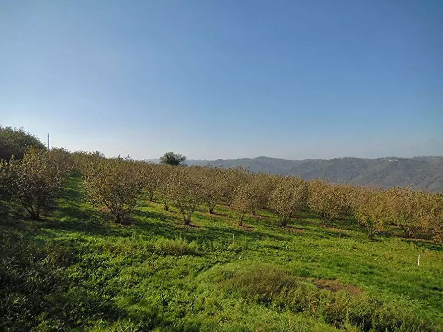Immagine 6 di Terreno edificabile in vendita  a Albaretto Della Torre