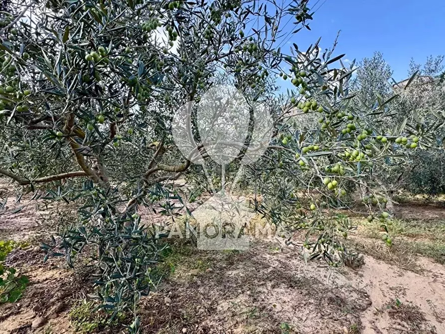 Immagine 17 di Terreno in vendita  in Contrada Timpi Rossi a Alcamo