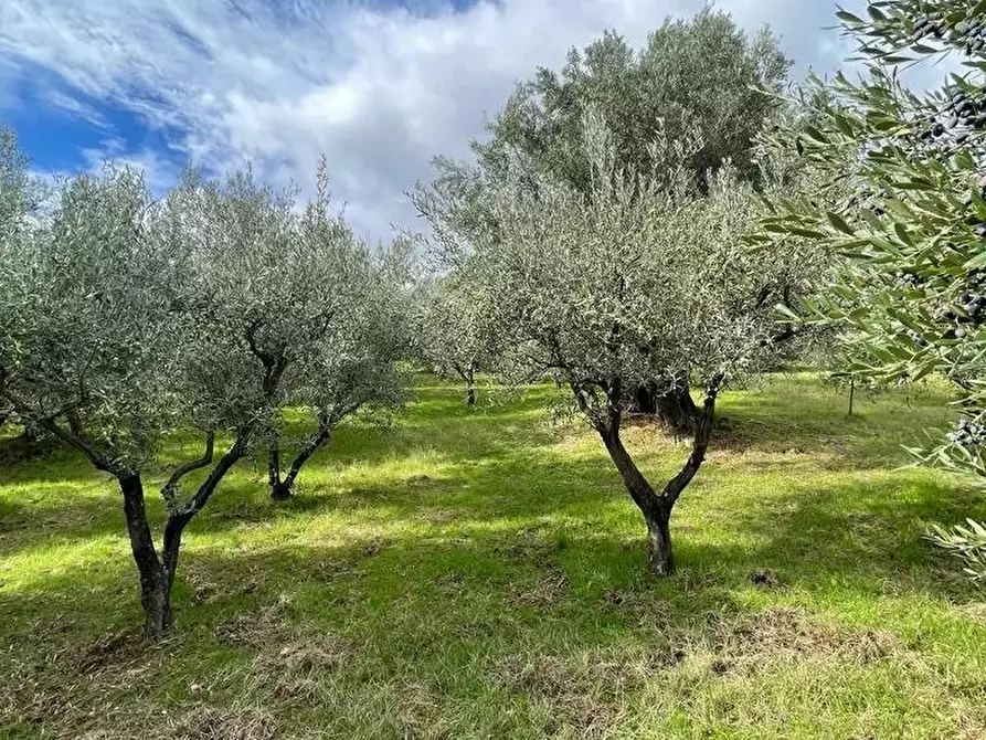 Immagine 3 di Terreno in vendita  in contrada Croce D'Alli, Bisignano, CS a Bisignano