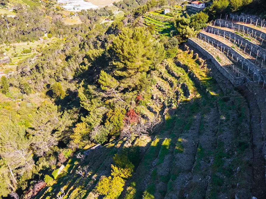 Immagine 6 di Terreno in vendita  a San Biagio Della Cima