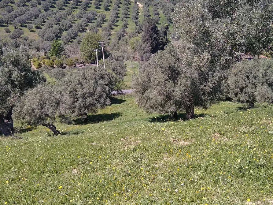 Immagine 3 di Terreno in vendita  in contrada Cappellieri a Cirò