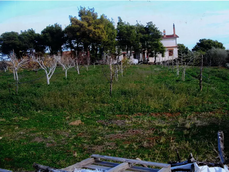 Immagine 3 di Terreno in vendita  a Amendolara