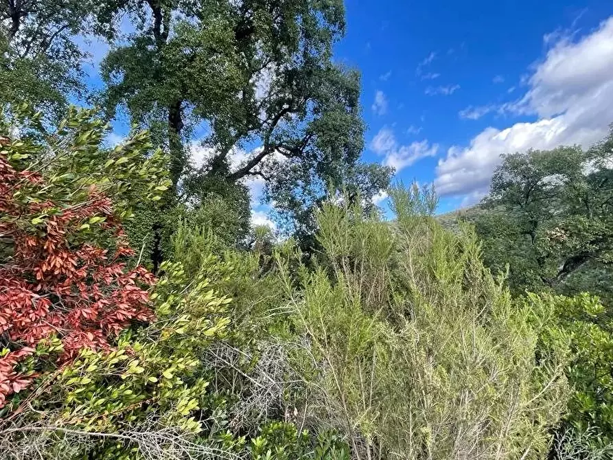 Immagine 2 di Terreno in vendita  a Bisignano