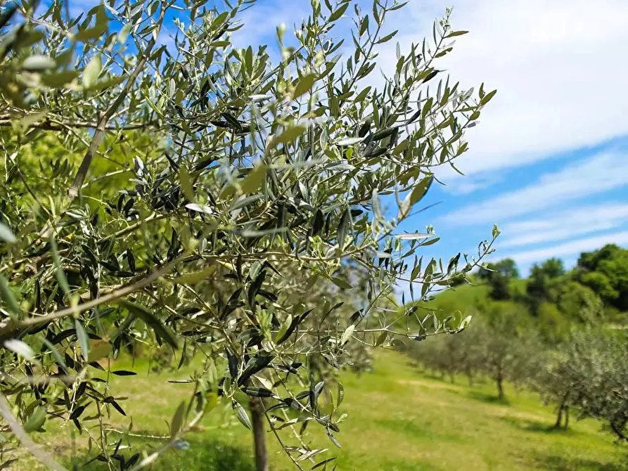 Immagine 1 di Terreno in vendita  a Altilia