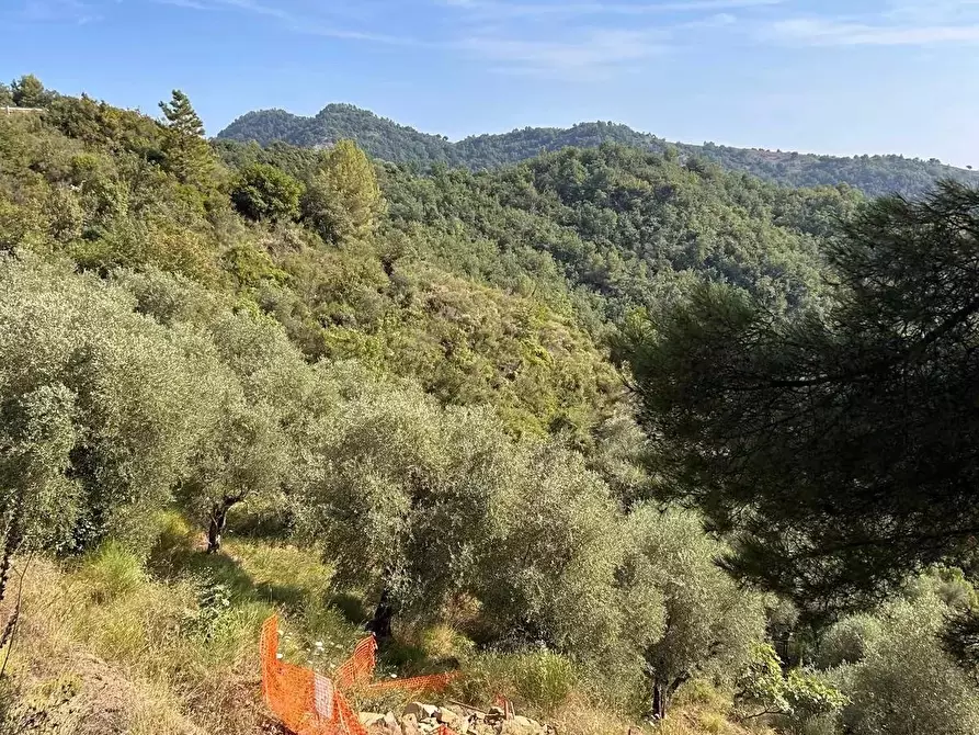 Immagine 8 di Terreno edificabile in vendita  in Frazione Verrandi, 9 a Ventimiglia