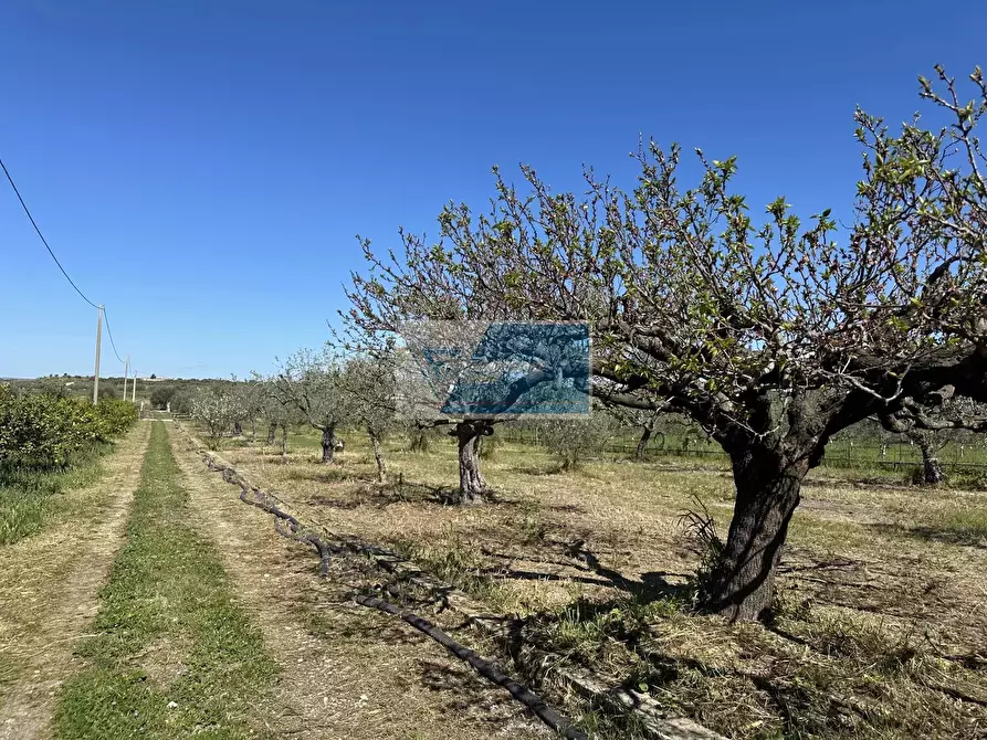 Immagine 11 di Terreno in vendita  a Noto