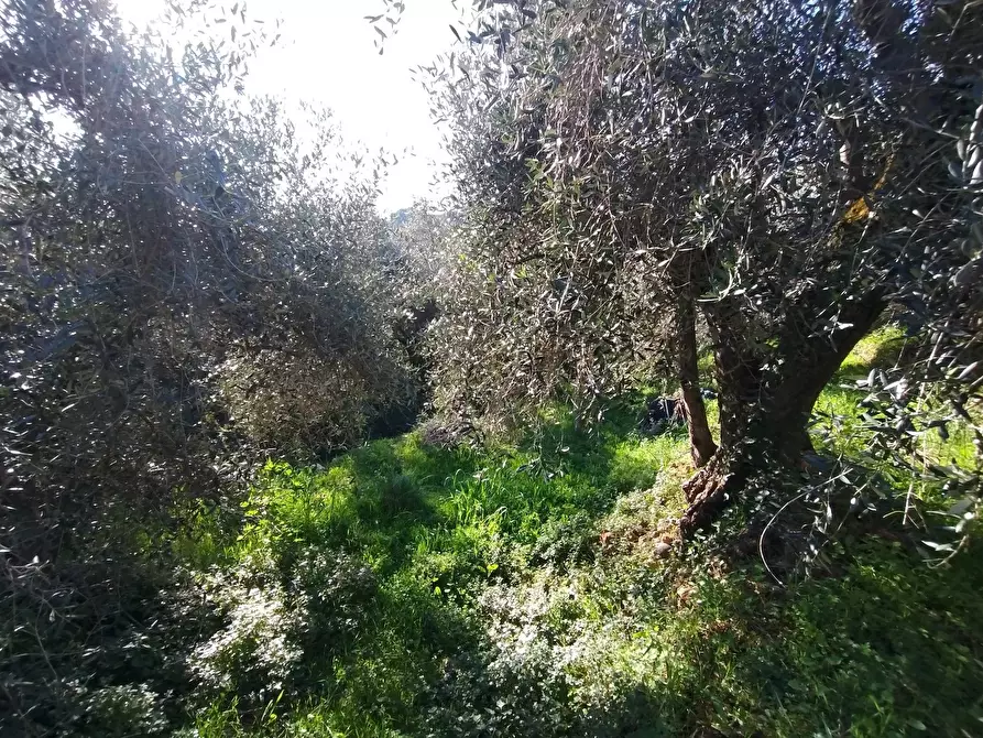 Immagine 2 di Terreno in vendita  in Via Sant'Anna a Ventimiglia