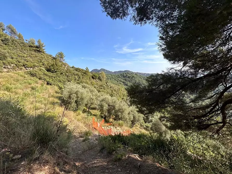 Immagine 4 di Terreno edificabile in vendita  in Frazione Verrandi, 9 a Ventimiglia
