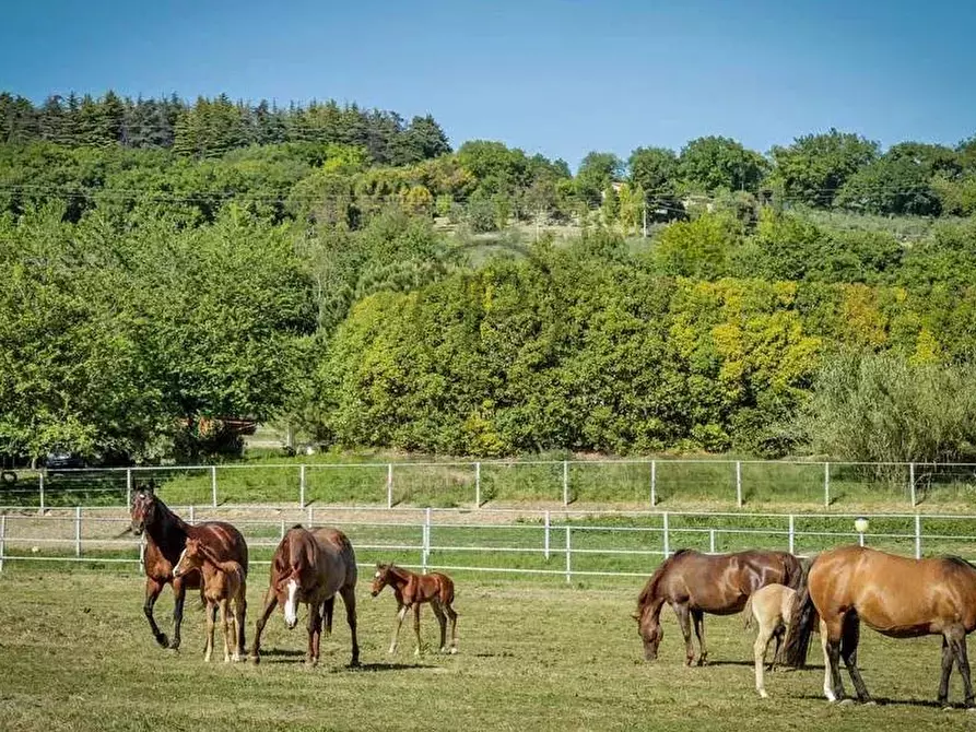 Immagine 26 di Terreno edificabile in vendita  in Pesaro a Pesaro