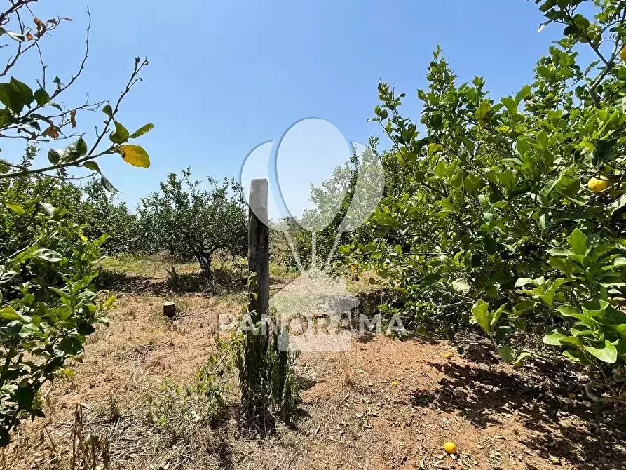 Immagine 2 di Terreno in vendita  in Contrada Telegrafo a Balestrate
