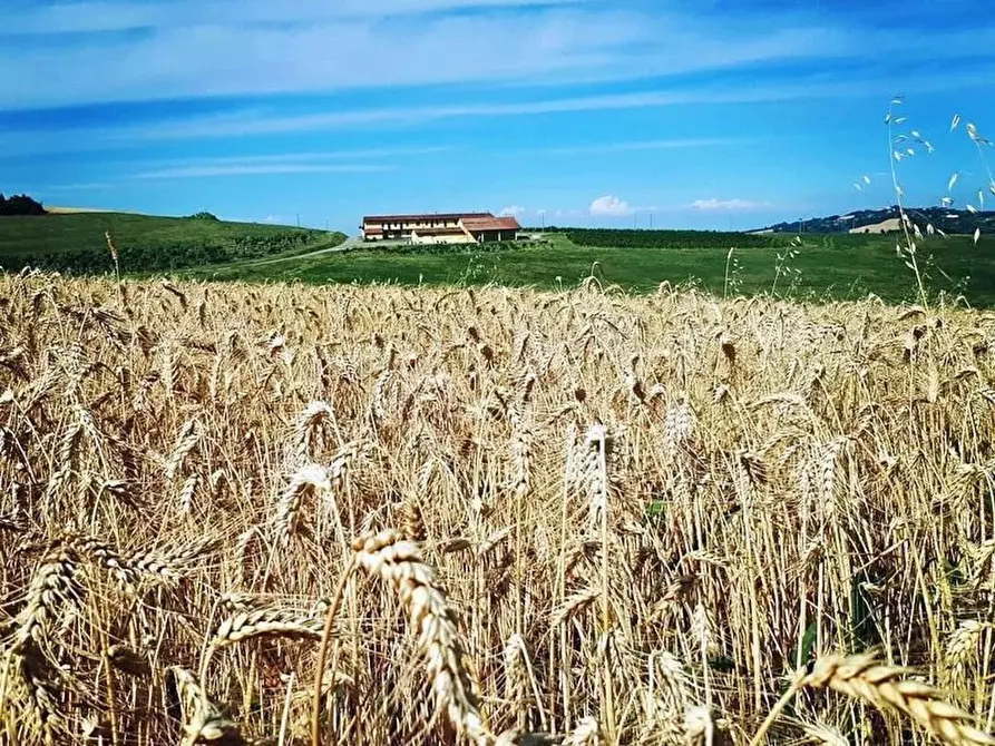 Immagine 28 di Attico in vendita  a Pontestura