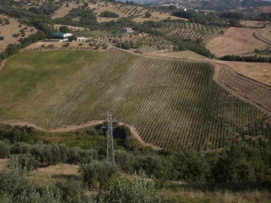 Immagine 1 di Terreno in vendita  a Montalto Uffugo