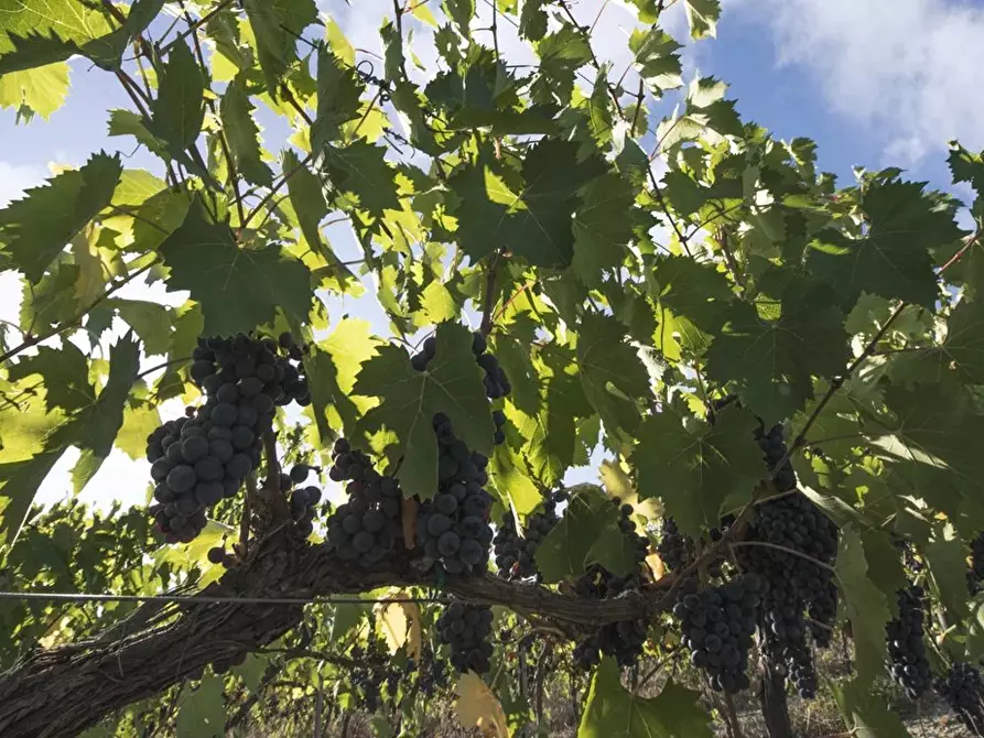 Immagine 3 di Terreno in vendita  a Montalto Uffugo