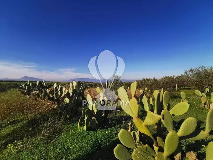 Immagine 4 di Terreno in vendita  a Partinico