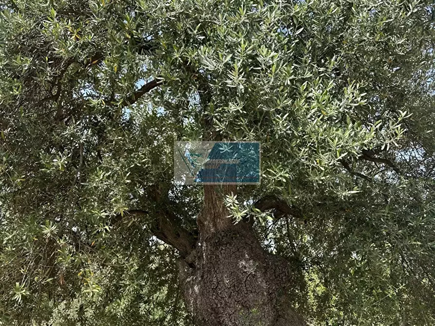 Immagine 8 di Terreno in vendita  a Noto