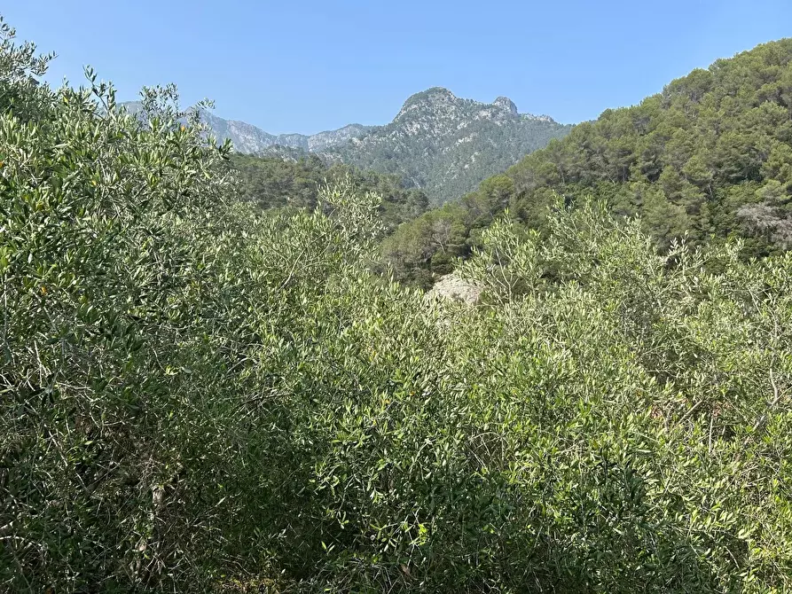 Immagine 2 di Terreno edificabile in vendita  a Airole