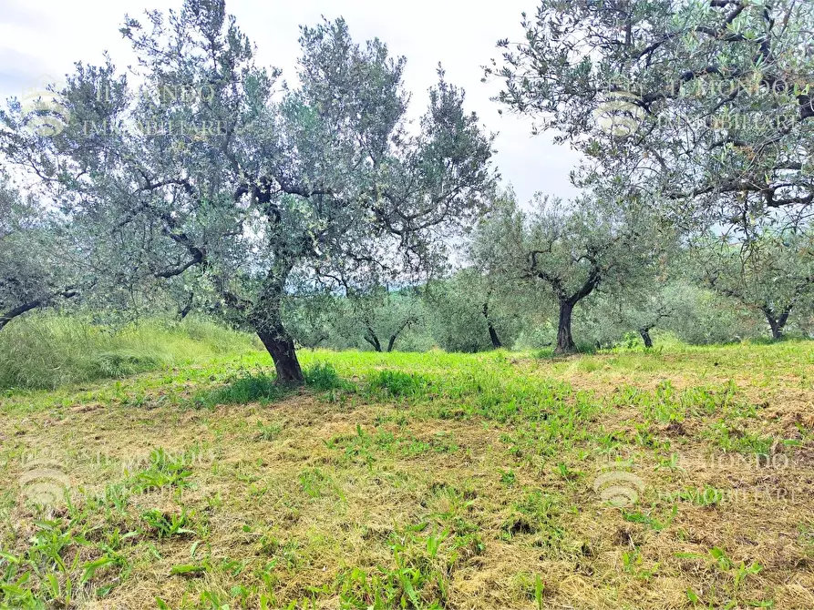 Immagine 9 di Casa bifamiliare in vendita  in Strada di Colle Fagiano a Palombara Sabina