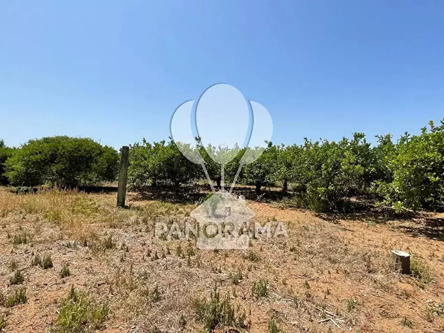 Immagine 4 di Terreno in vendita  in Contrada Telegrafo a Balestrate