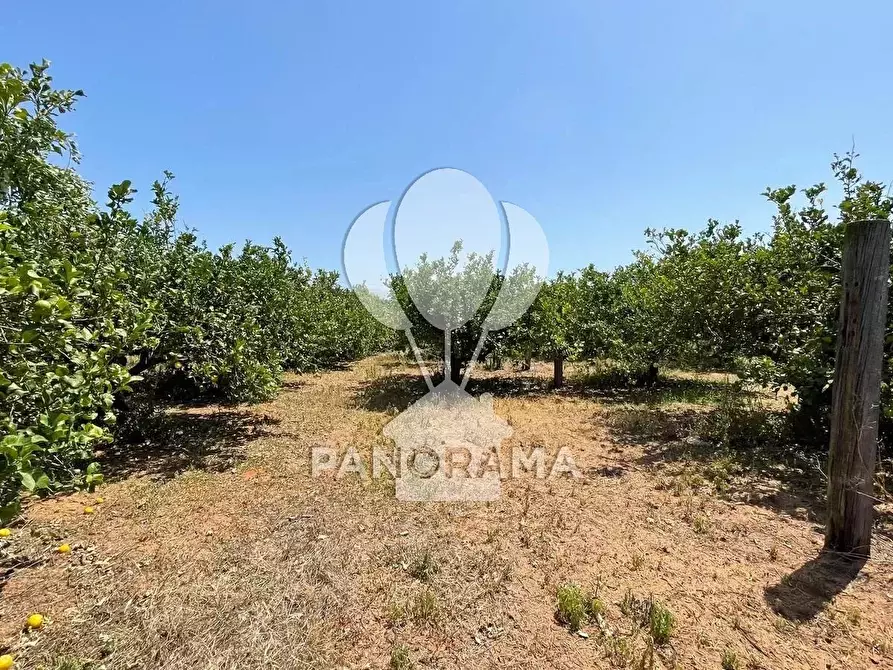 Immagine 7 di Terreno in vendita  in Contrada Telegrafo a Balestrate