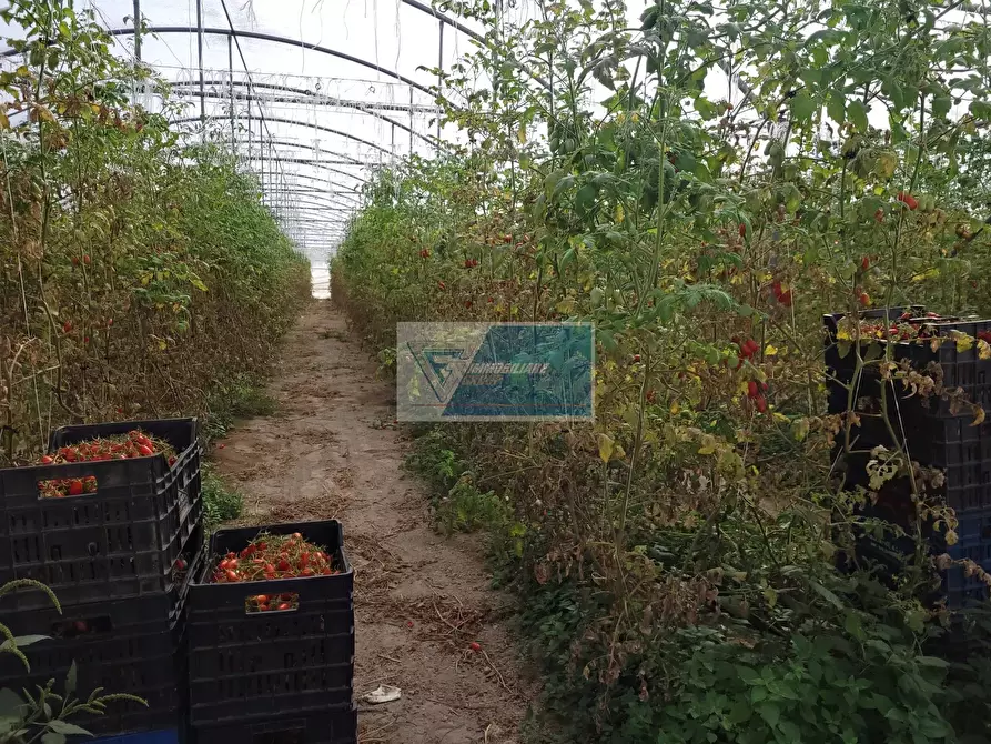 Immagine 13 di Attico in vendita  in CONTRADA GRANELLI a Pachino