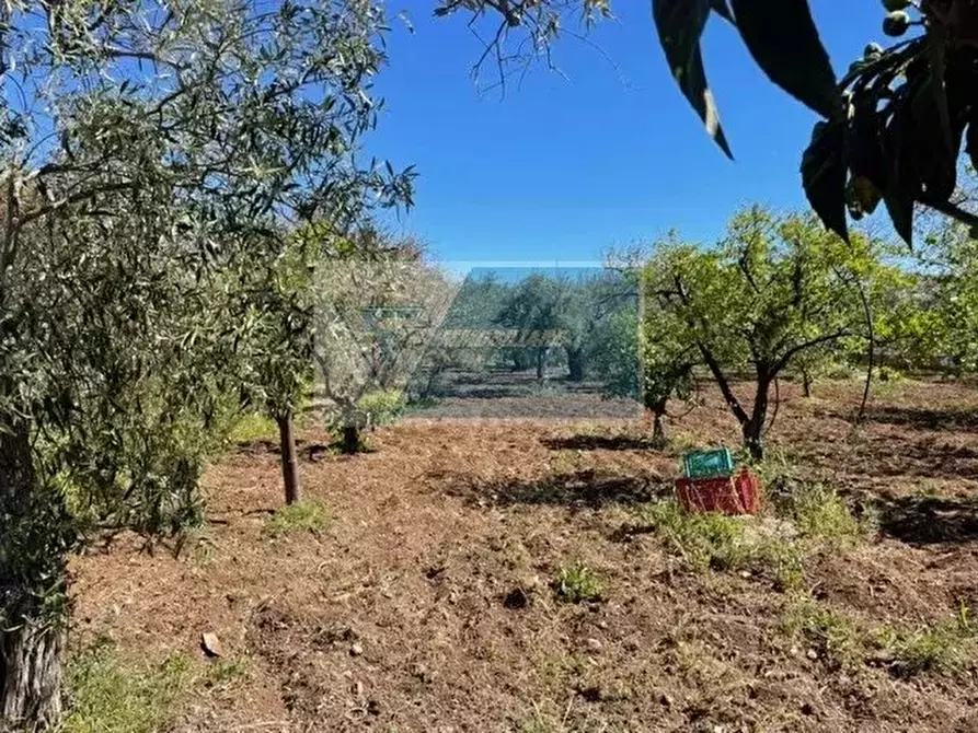 Immagine 4 di Terreno in vendita  in C.da Spalla a Buccheri