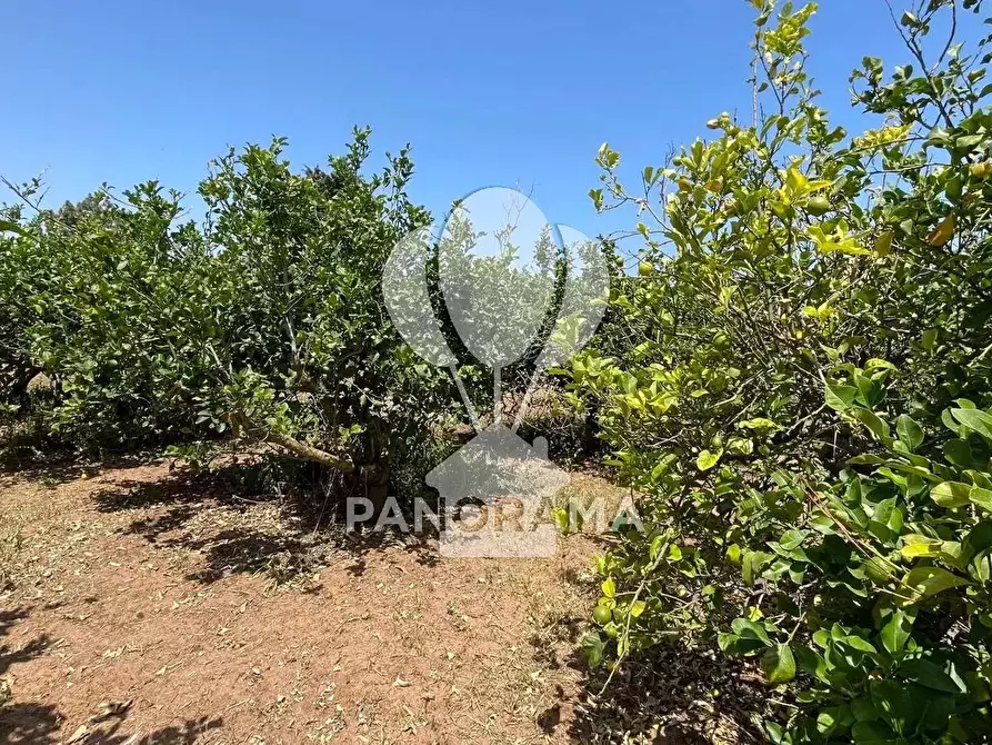 Immagine 6 di Terreno in vendita  in Contrada Telegrafo a Balestrate