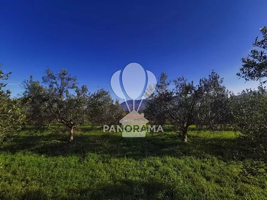 Immagine 6 di Terreno in vendita  a Partinico