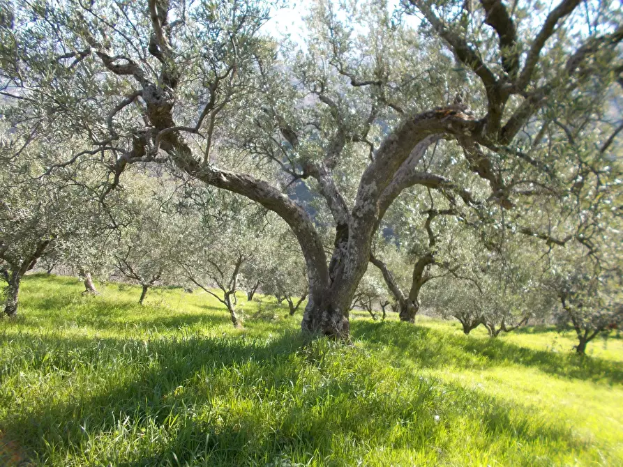 Immagine 1 di Terreno in vendita  a Altilia