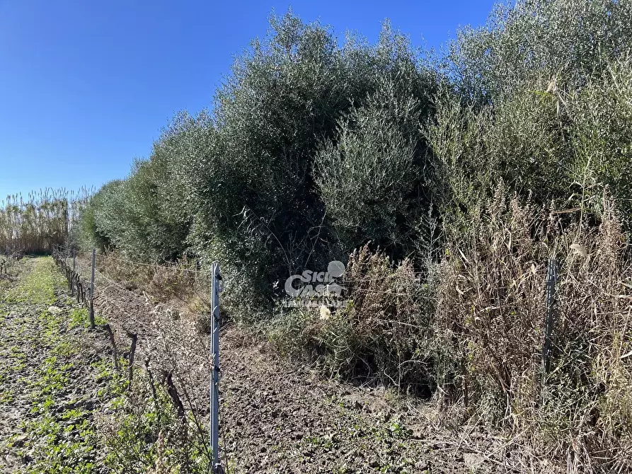 Immagine 4 di Terreno in vendita  a Marsala