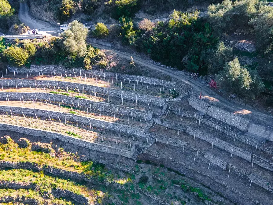 Immagine 7 di Terreno in vendita  a San Biagio Della Cima